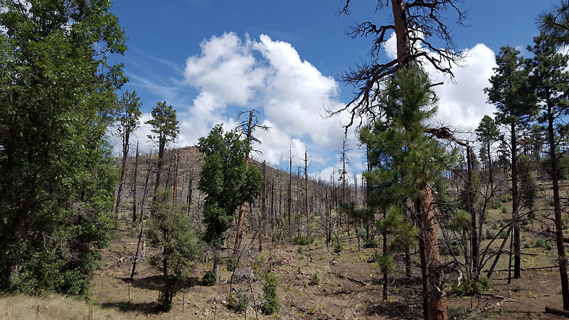 Evidence of 2011 forest fire